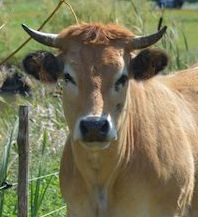 vache aubrac